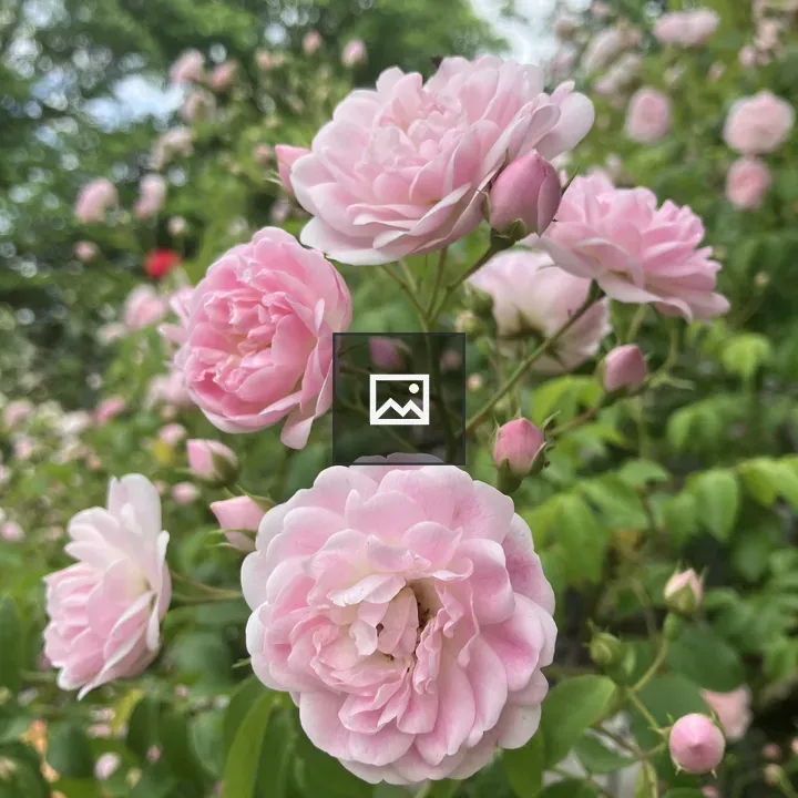 Light pink rose flowers