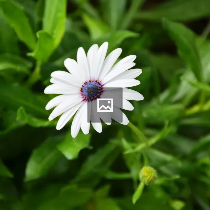 Cape marguerite flower in Croatia