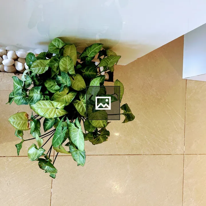 Leafy arrowhead plant arrangement