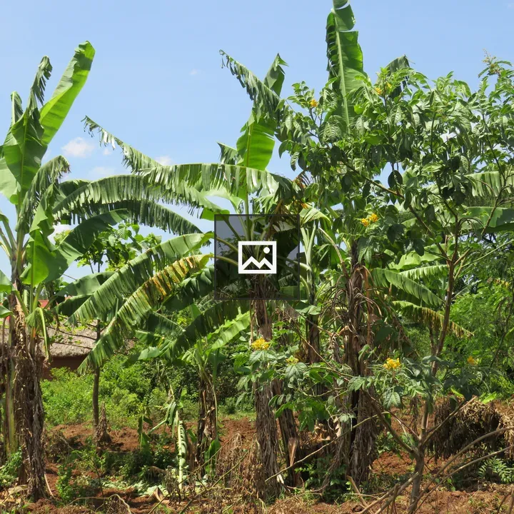 Tall banana trees in sunny garden
