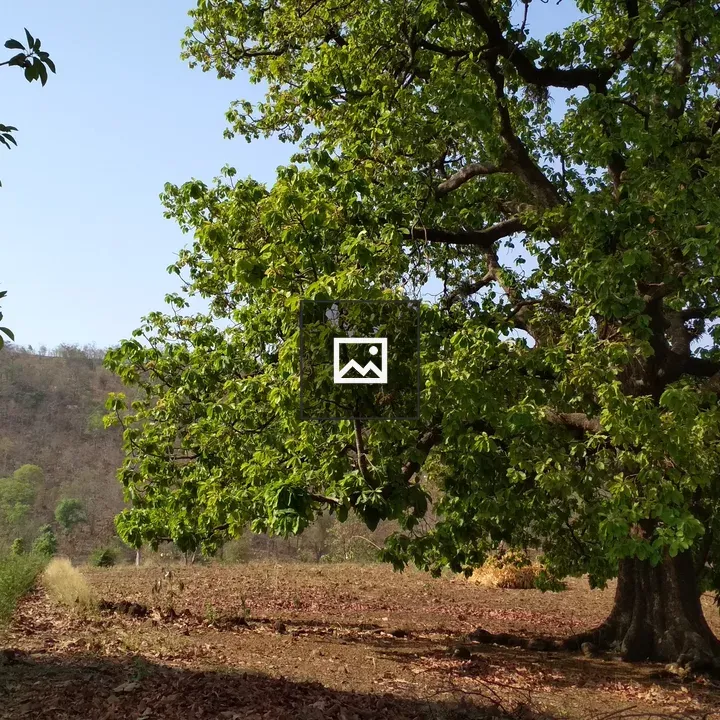 Large green tree and field