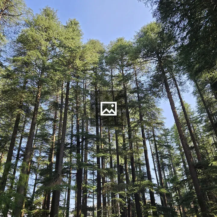Long Pine Trees