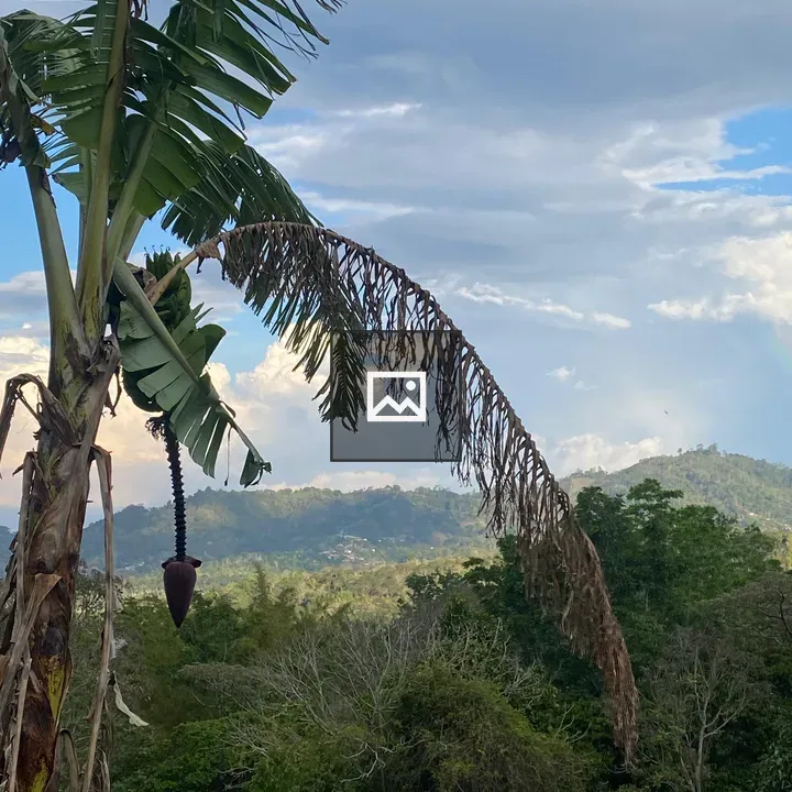 Landscape of tree-covered mountains