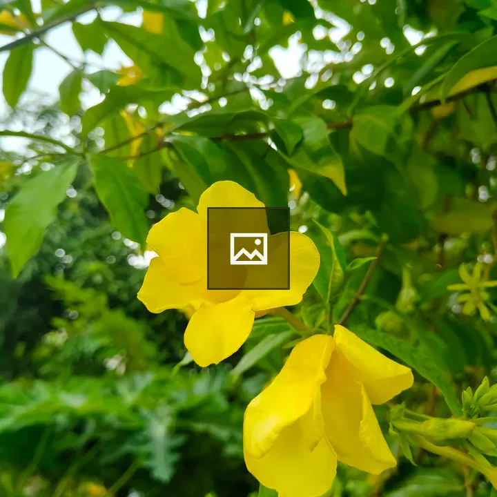 Two yellow flowers among green leaves