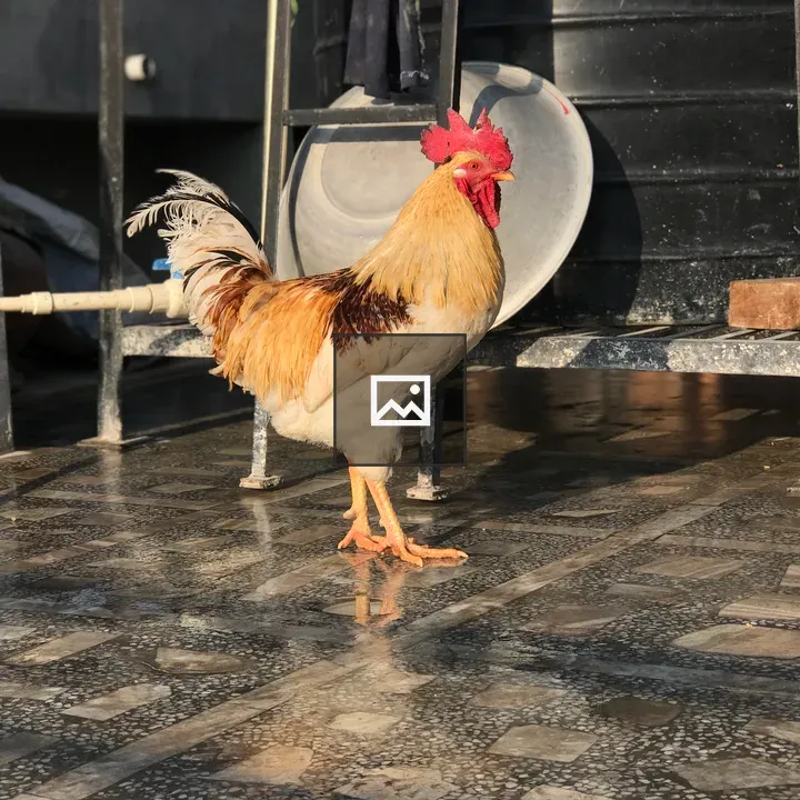 White and Red Rooster