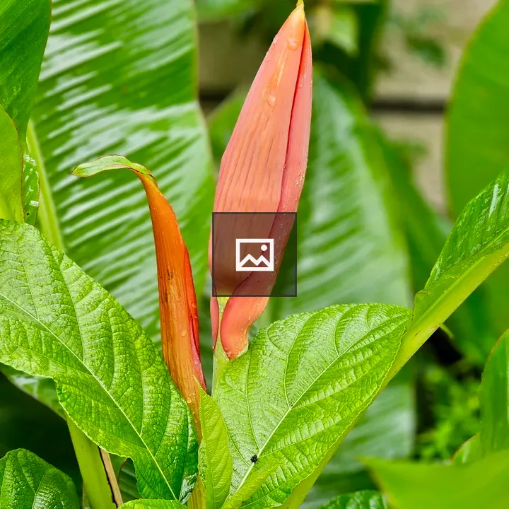 Pink Banana Blooming Buds