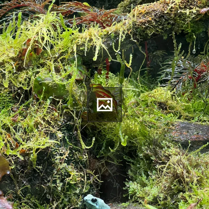Small pale blue frog on moss