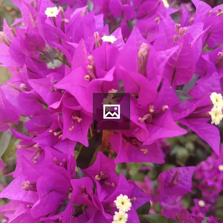 Purple Bougainvillea Close-up