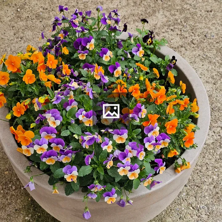 Pansy Pot in Gray Pot