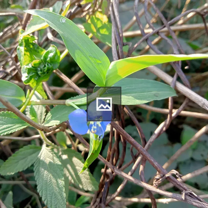 Blue Flower with Green Leaves