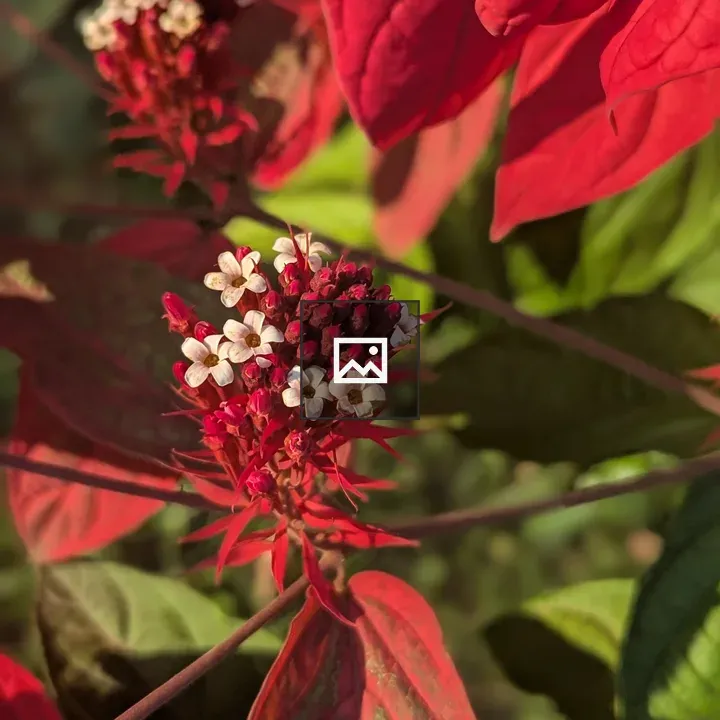 Red Leaves with White Flowers
