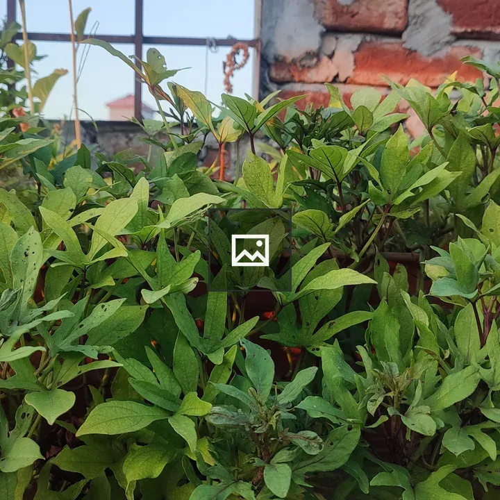 Green leafy plants close-up