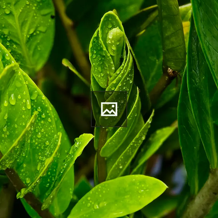 Close-up Green ZZ Plant Leaves