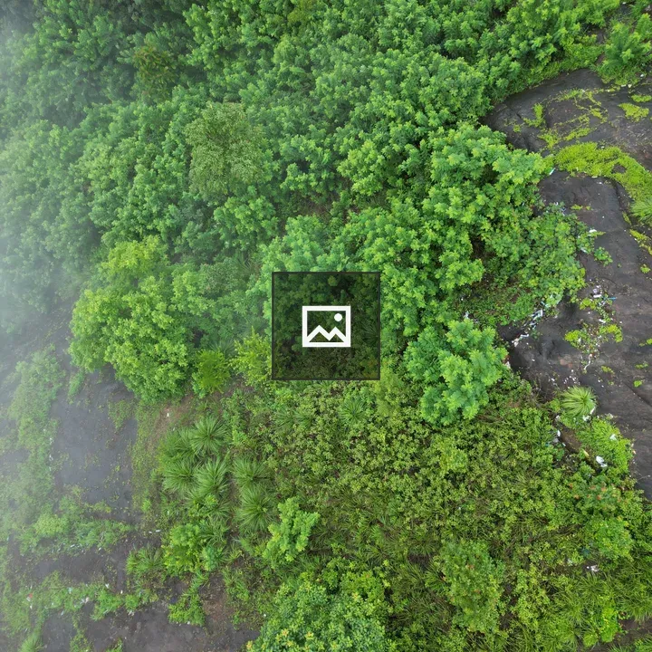 Forest viewpoint aerial view