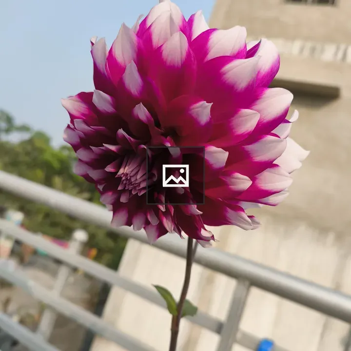 Dahlia flower close-up