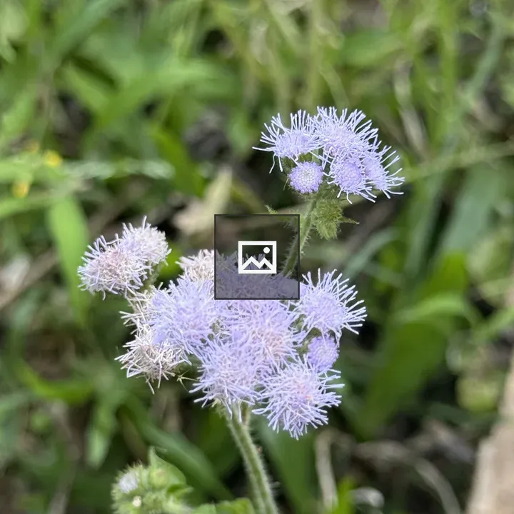 Close-up Wildflowers in Green Foliage