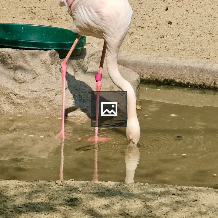 Greater flamingo at a pond