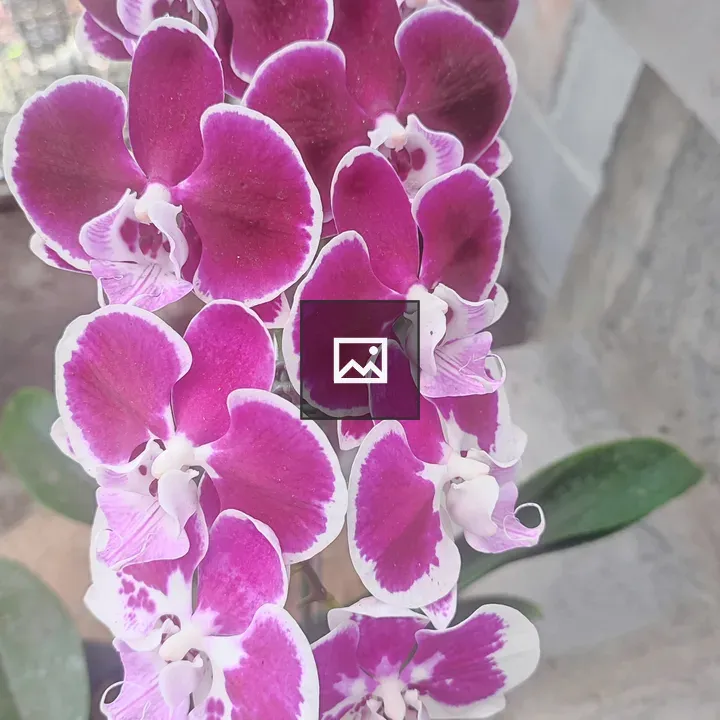 Beautiful Purple Orchid