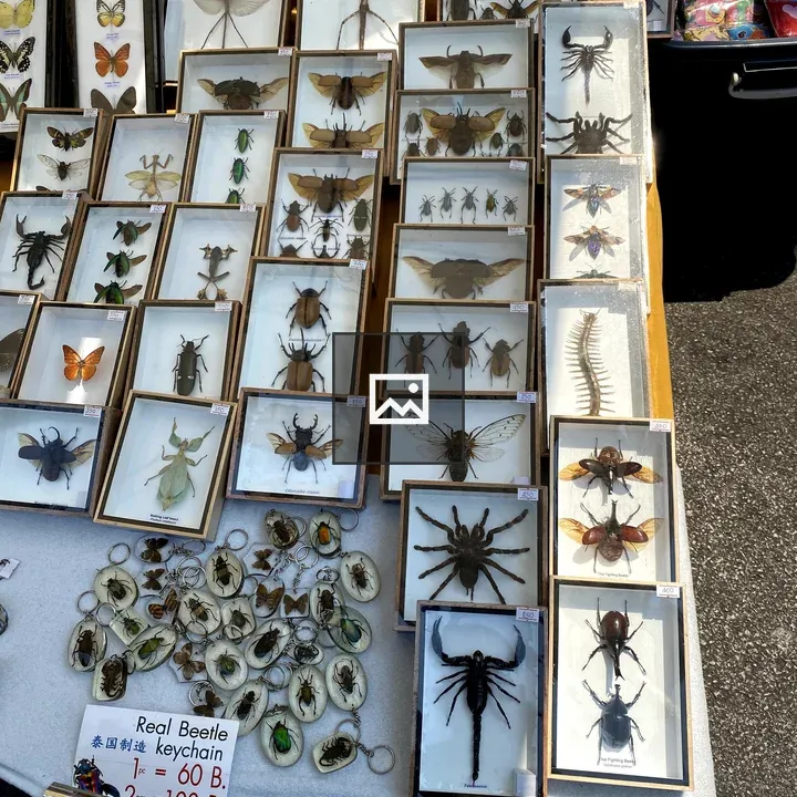 Keychain Display with Insects