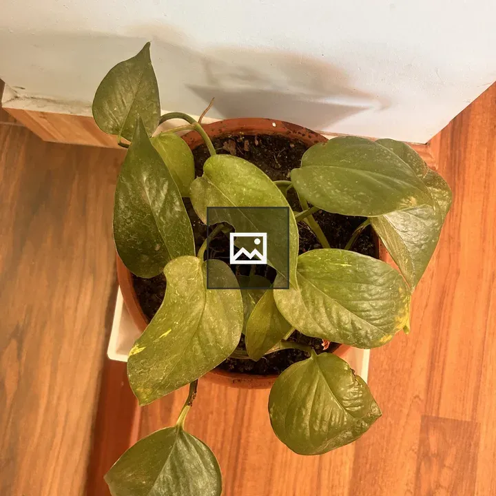 Money plant in a pot