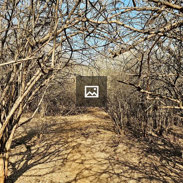 Path Through a Dry Forest