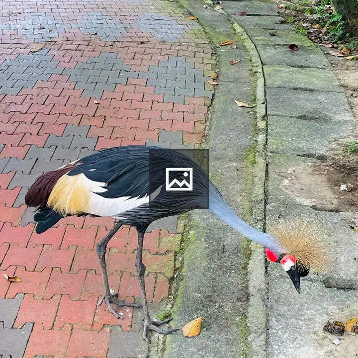 Grey crowned crane in nature