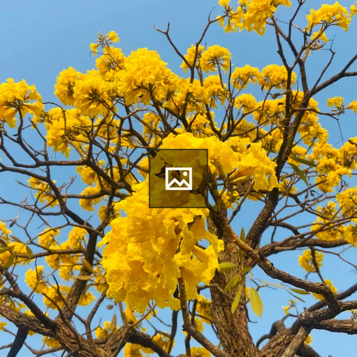 Yellow flowered tree in bloom