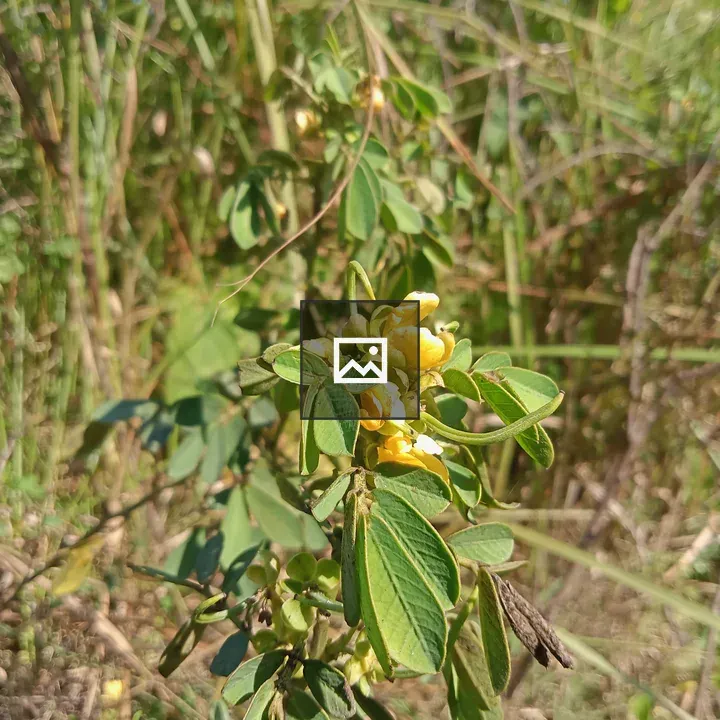 Yellow flowers in jungle