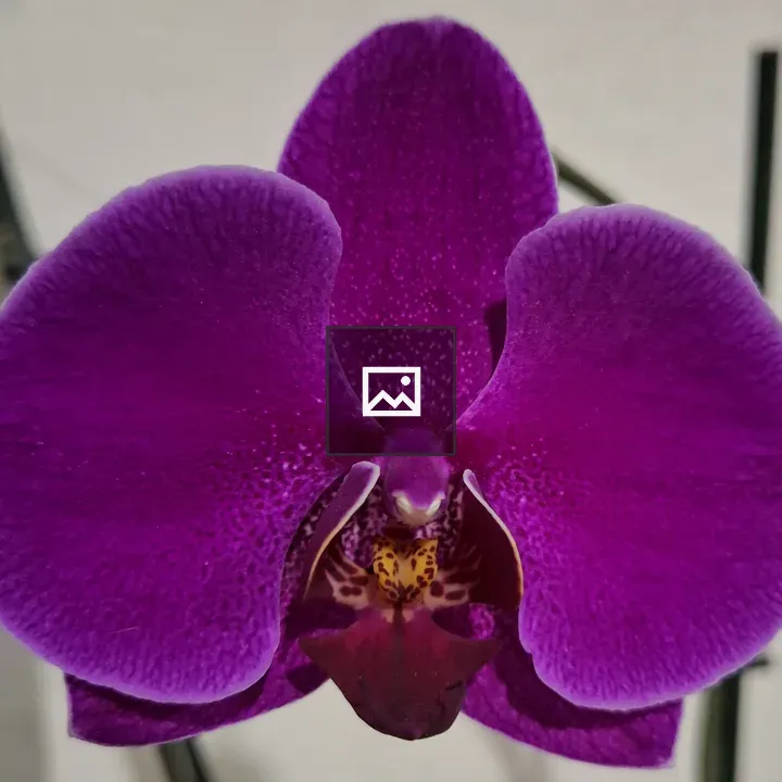 Purple orchid close-up