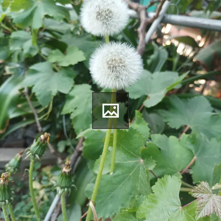 Dandelion Seed Heads in Green Garden