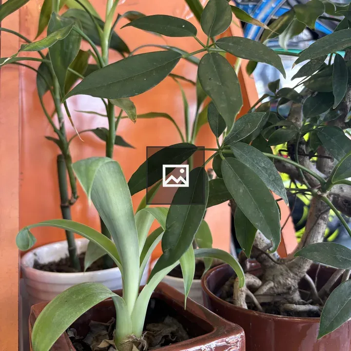 Potted plants against orange wall