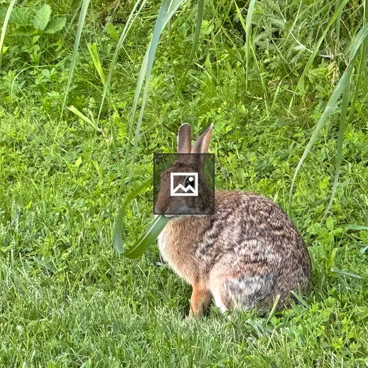 Bunny Eating Grass