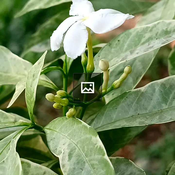 Kath Maloti Flower