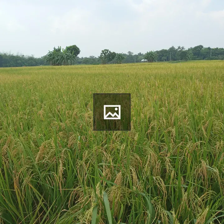 Rice paddy field with distant building