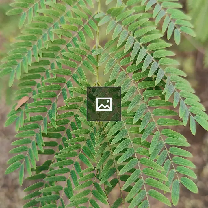 Fern Leaf Lace Pattern