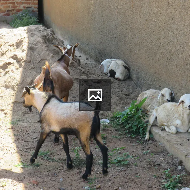 Goats and Sheep Resting by Wall