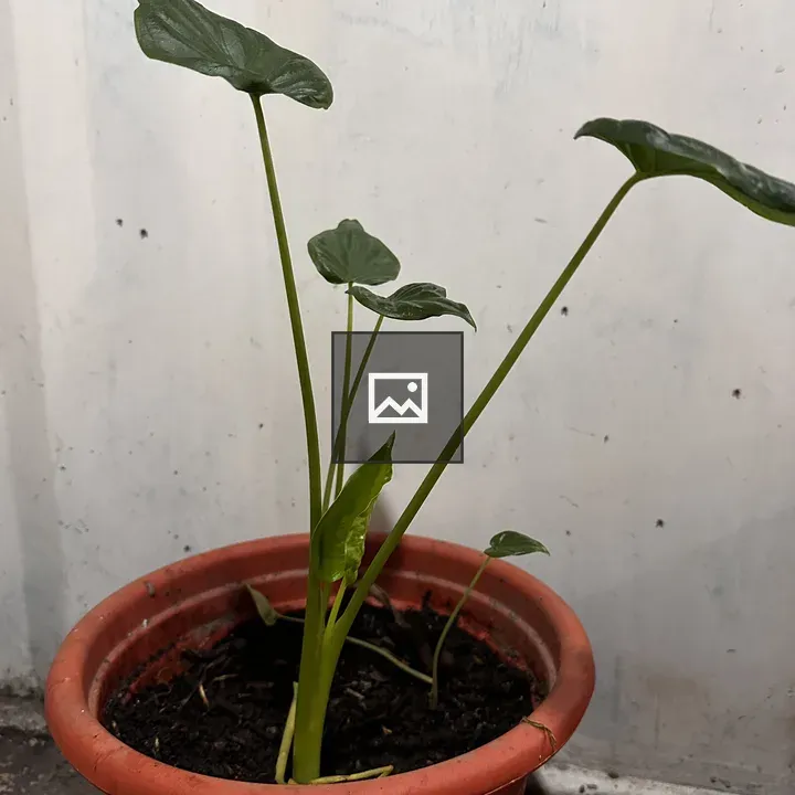 Green leaf emerging from pot