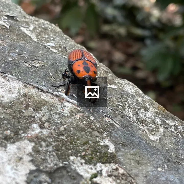 Weevil on display