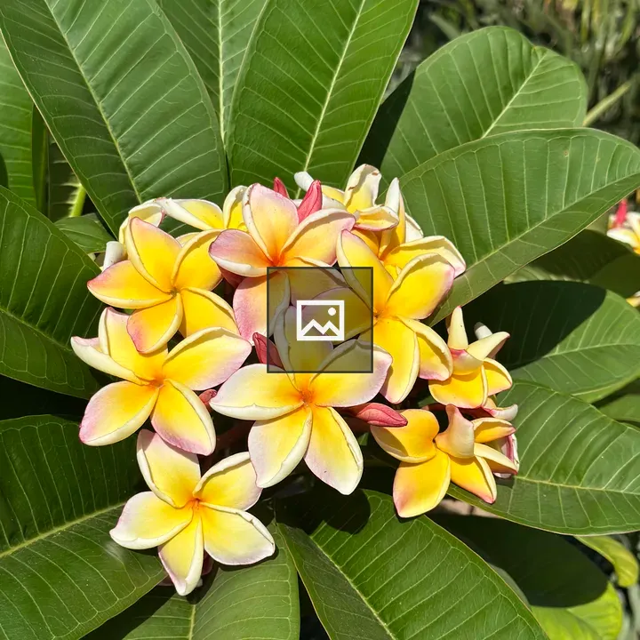 Yellow Flowers in Green Leaves