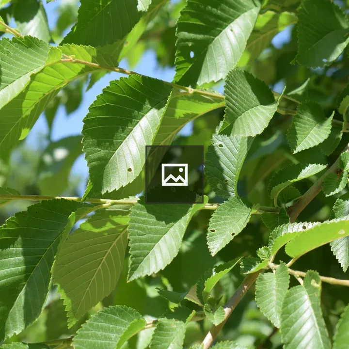 Mulberry leaves nibbled by silkworms