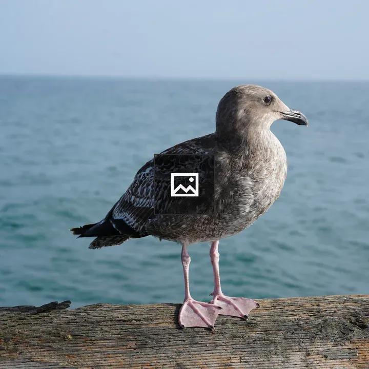 Juvenile Western Gull on Pier