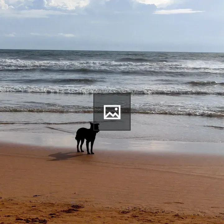 Joyful dog on the beach