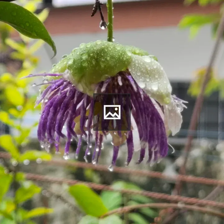 Pomegranate flower in rain