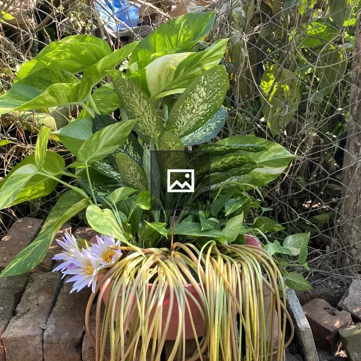 Potted green plant