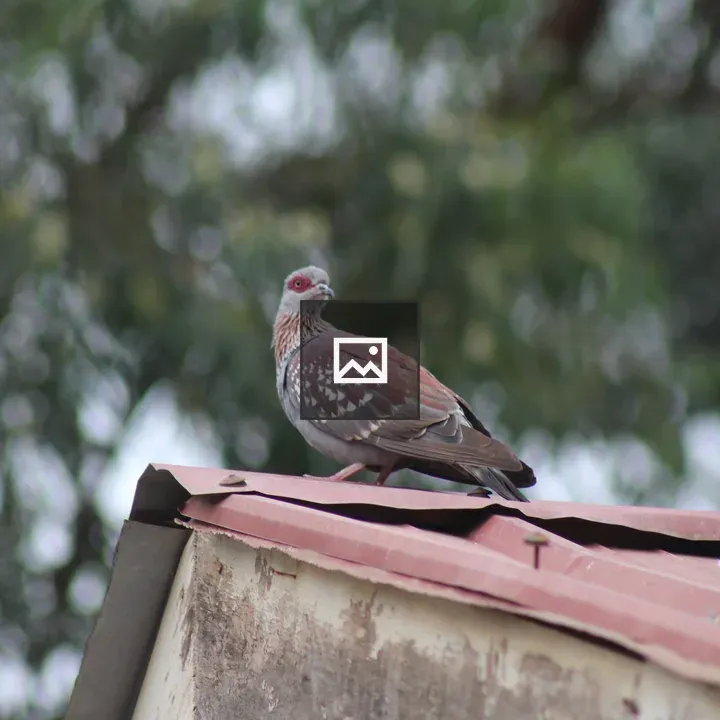 Dove on a Roof in Lusalira