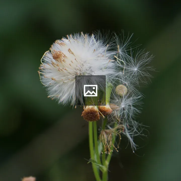 Dandelion Seed Heads