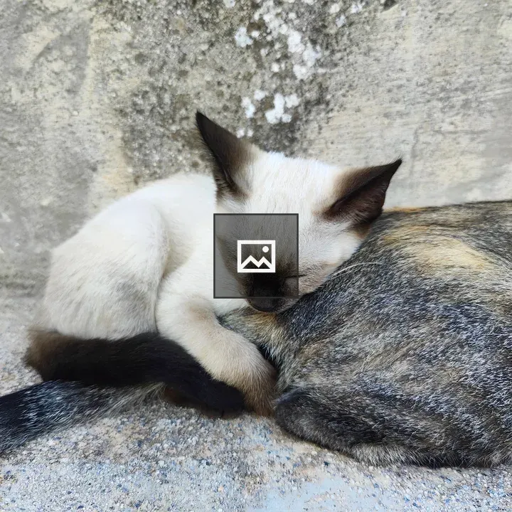 White kitten with larger cat