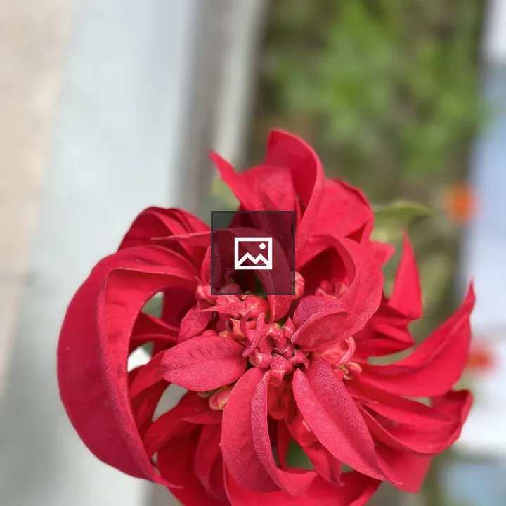 Red flower close-up