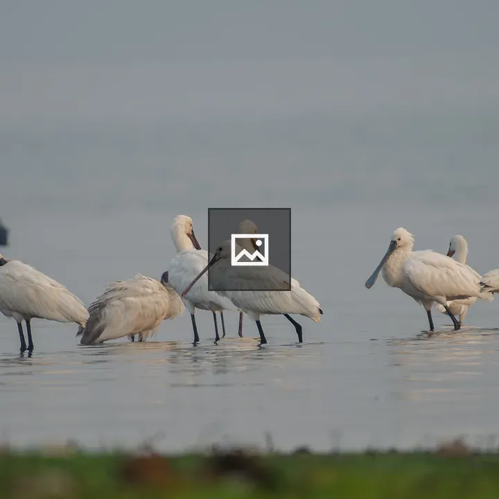 Group of Eurasian Spoonbills in Shallows