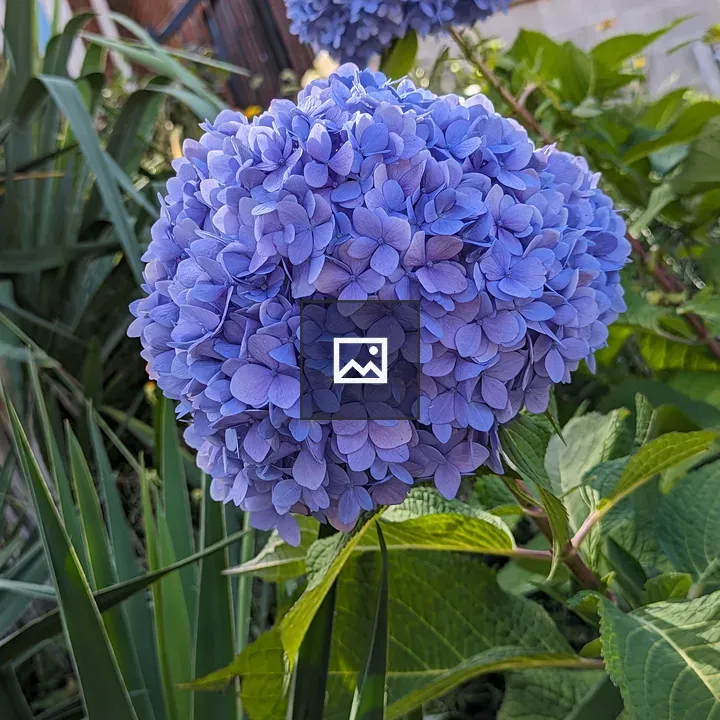 Blue hydrangea